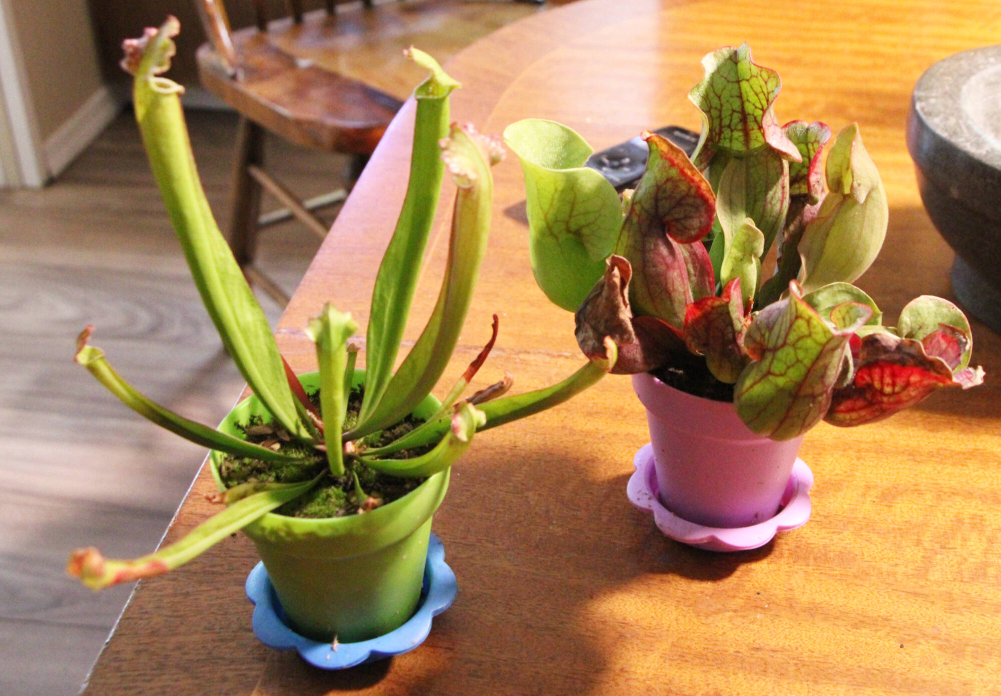 Gardening with bite: B.C. couple cultivate carnivorous plants for